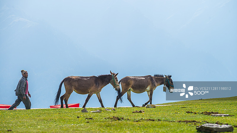 喜马拉雅山草甸上的骡子图片素材