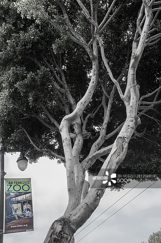 旧金山动物园图片素材
