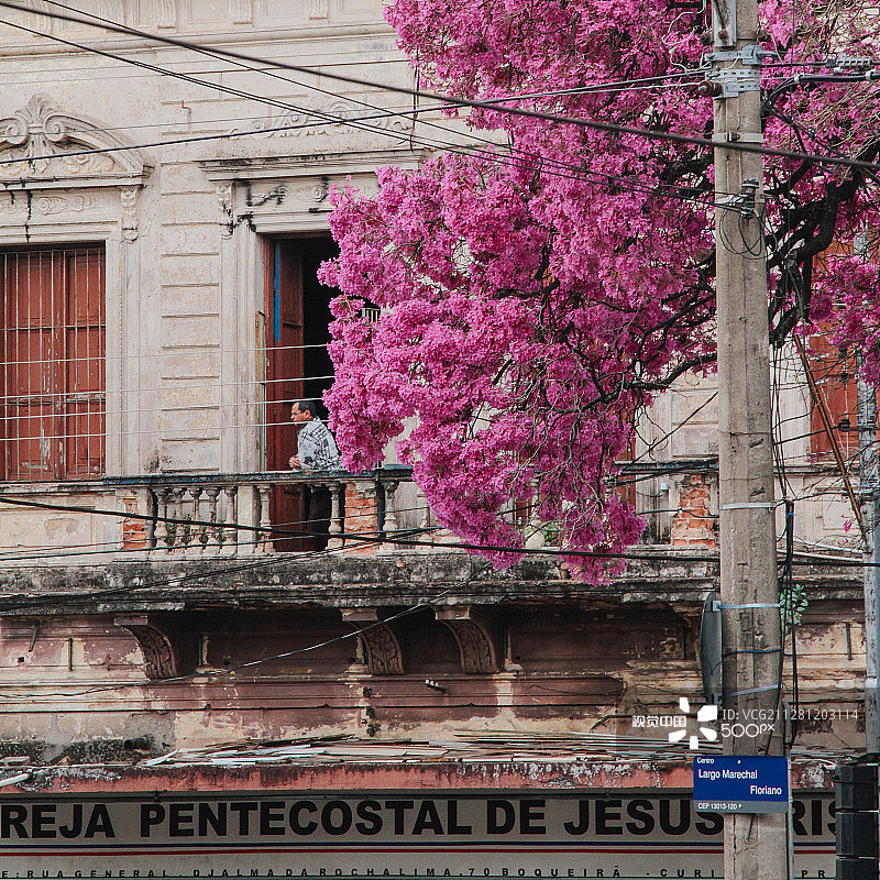 粉色树图片素材