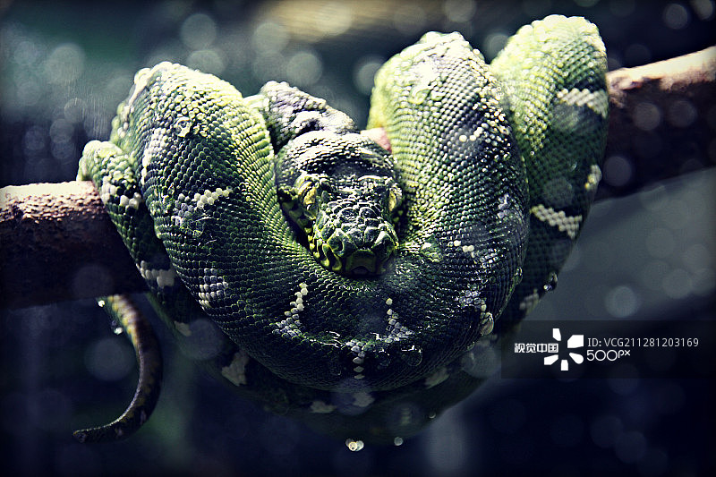 昏昏欲睡的绿树蟒图片素材