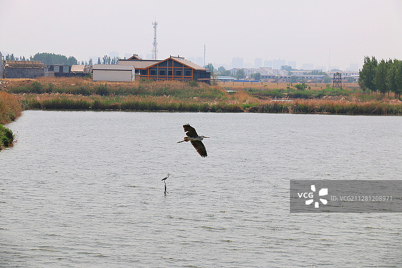 衡水湖飞鸟图片素材