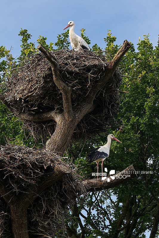 巢中的鹳鸟图片素材