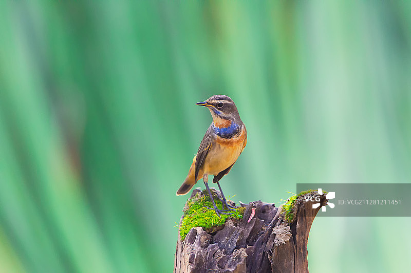 蓝喉歌鸲图片素材