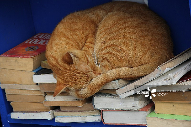 摩洛哥艾西拉的猫咪小憩图片素材