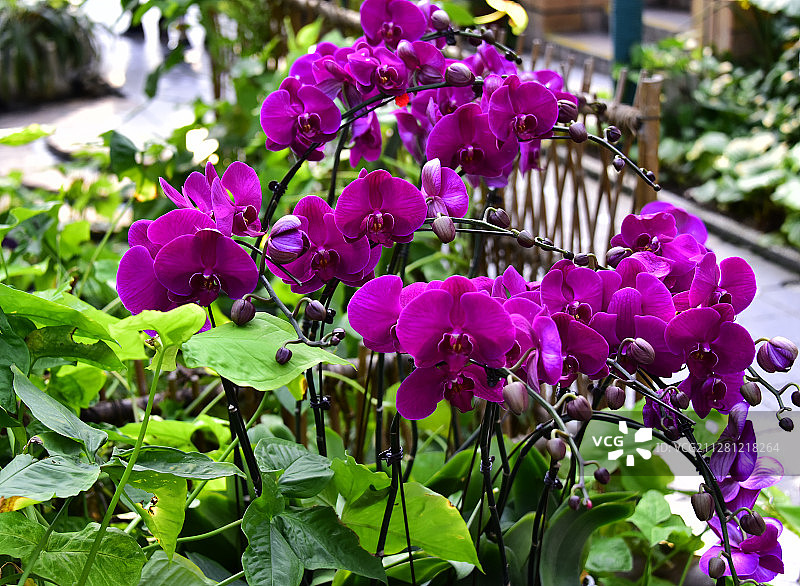 南方冬季盛开的鲜花图片素材