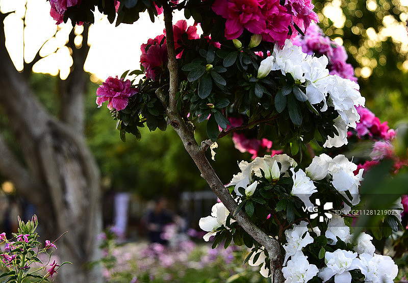 南方冬季盛开的鲜花图片素材