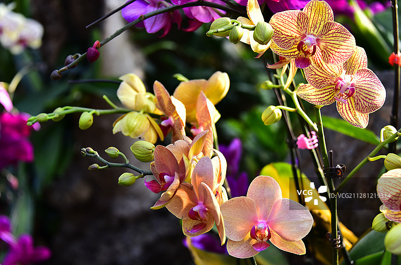 南方冬季盛开的鲜花图片素材