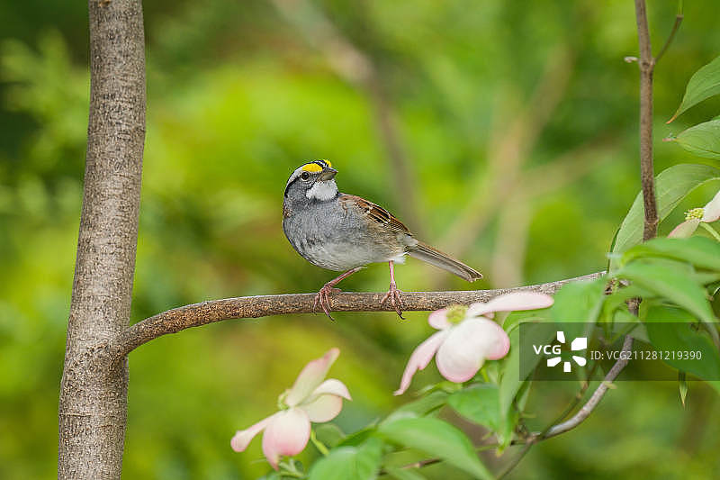 White-throated麻雀图片素材