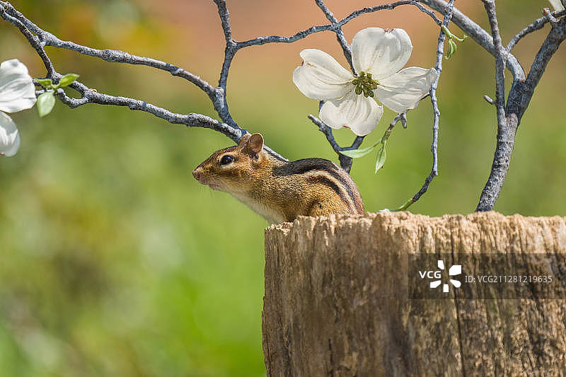东花栗鼠图片素材