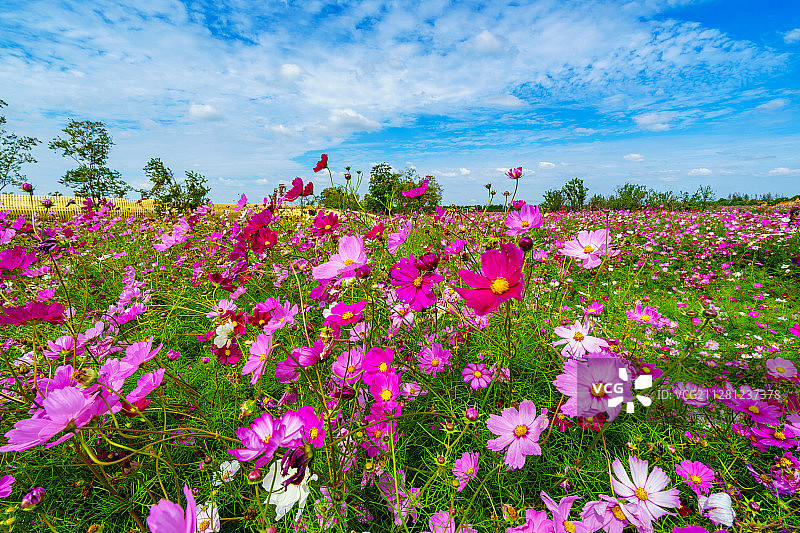 波斯菊+宿迁市湖滨新区三台山国家森林公园衲田风景区图片素材