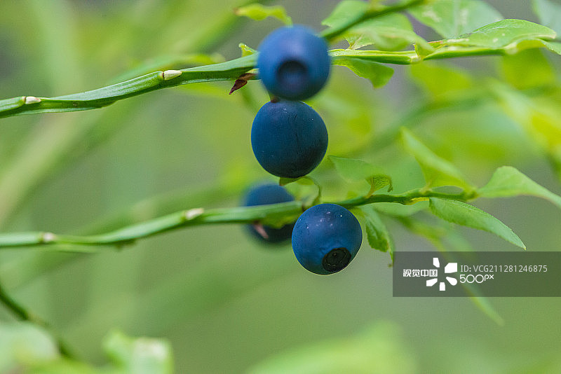 蓝莓图片素材