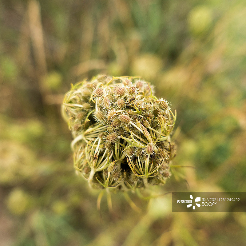 安妮女王蕾丝花图片素材