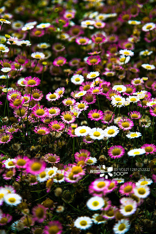 花朵绽放图片素材