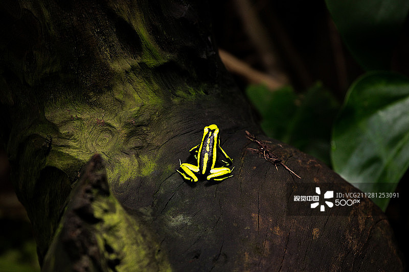 染色箭毒蛙图片素材