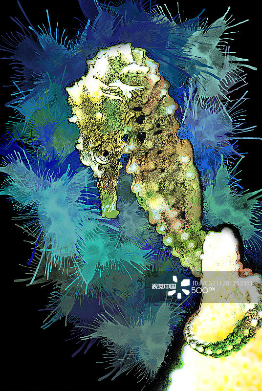 手绘海马图片素材