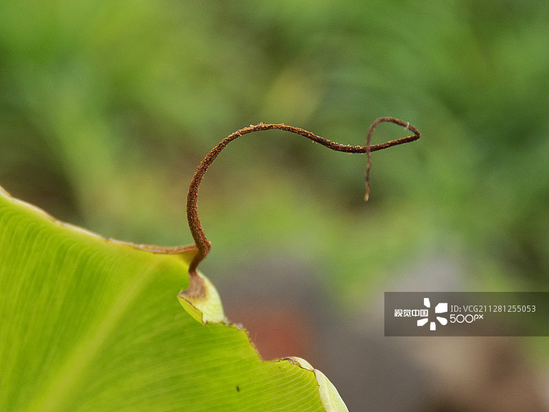 香蕉的叶子图片素材