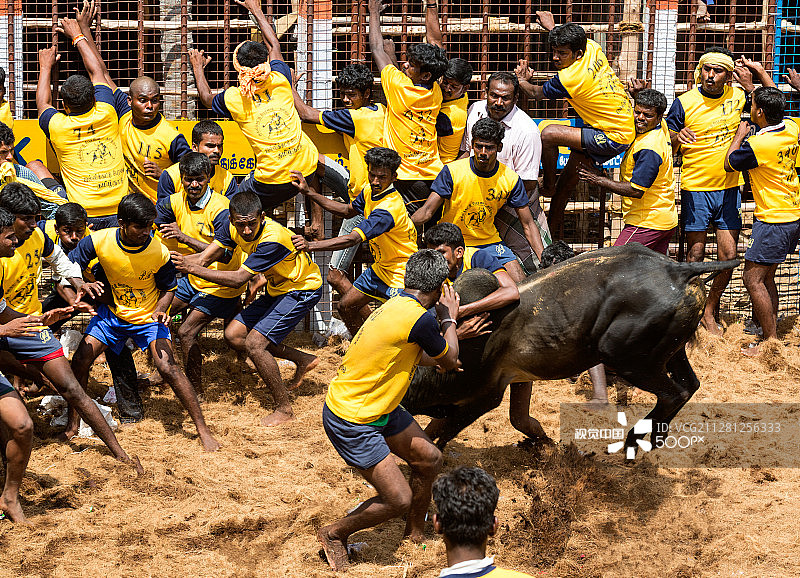 驯牛（Jallikattu）图片素材