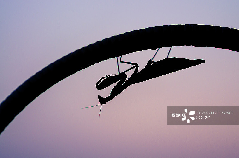 日落时的螳螂图片素材