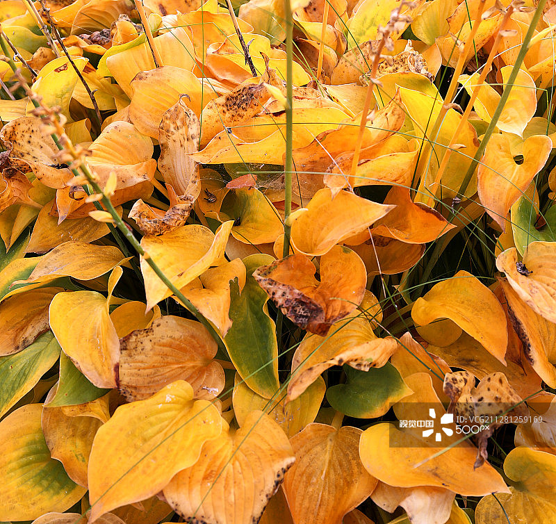 秋天的玉簪图片素材