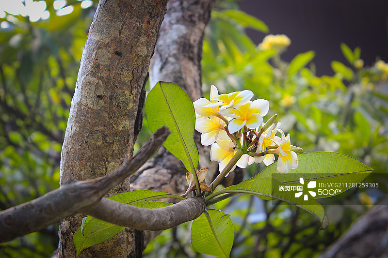 巴厘岛鸡蛋花图片素材