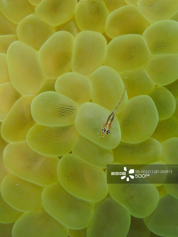 气泡珊瑚图片素材