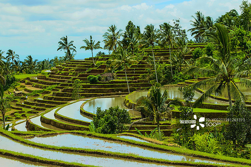 巴厘岛稻田图片素材