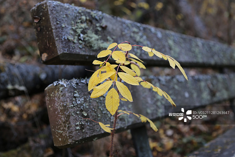 埃尔克岛国家公园的秋色图片素材