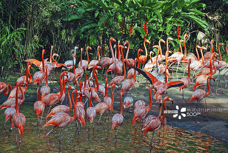 裕廊飞禽公园，新加坡动物园图片素材