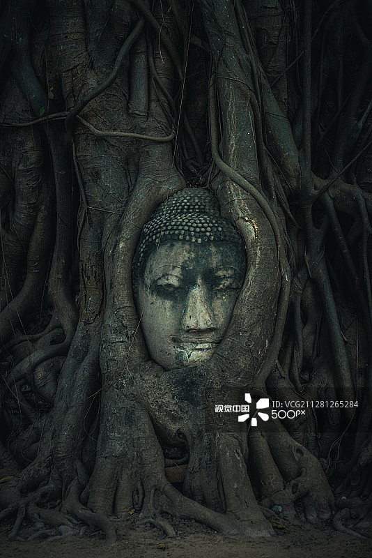 玛哈泰寺树根中的砂岩佛头图片素材