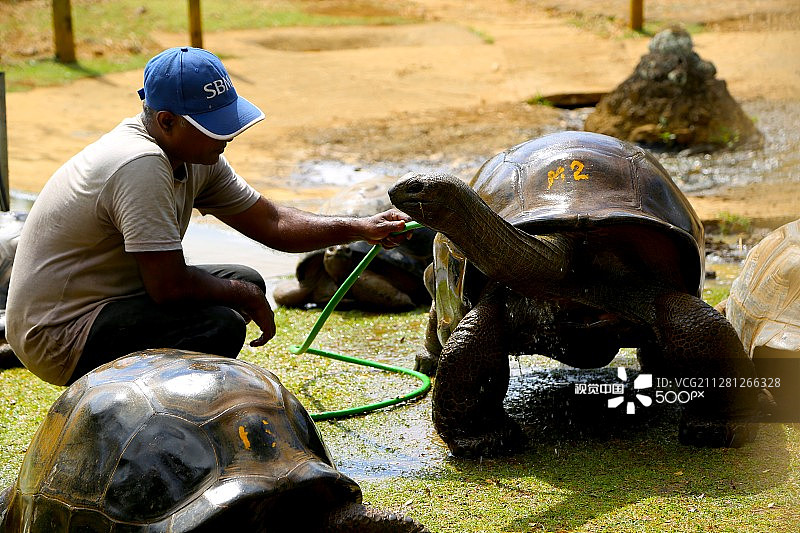 巨型乌龟图片素材