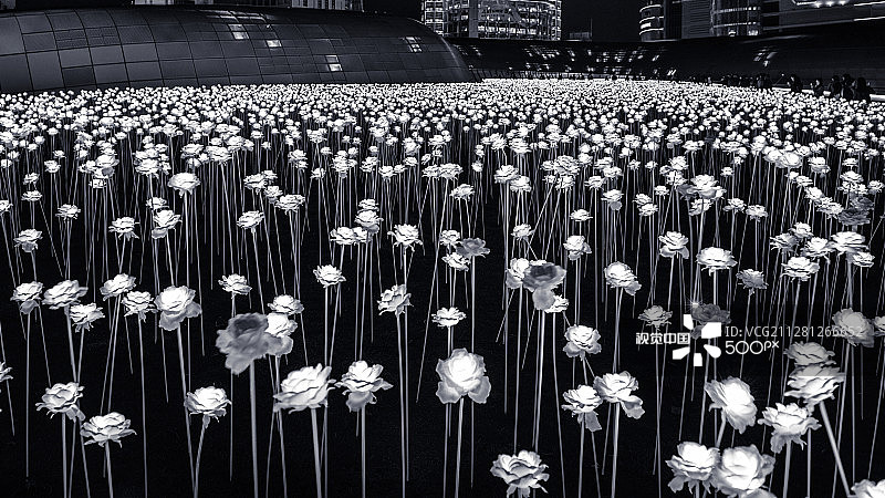 玫瑰花园图片素材