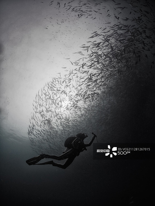 大眼鲹图片素材