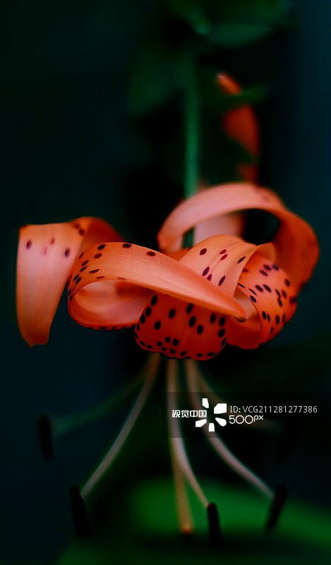 在狐步舞的旋风中图片素材