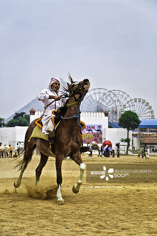 马术表演图片素材