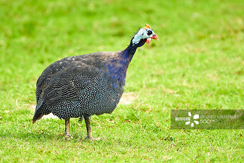戴盔珍珠鸡图片素材