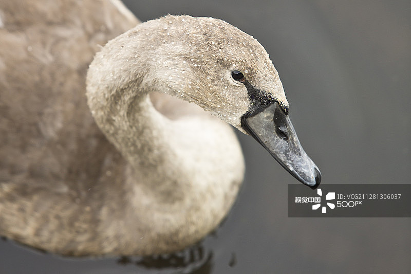 丑小鸭图片素材