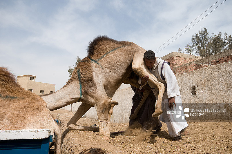 比尔卡什骆驼市场 - 埃及图片素材