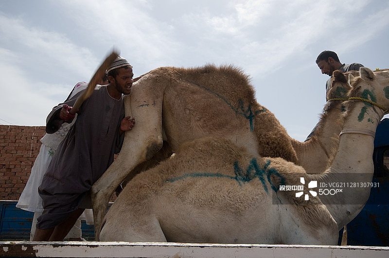 比尔卡什骆驼市场 - 埃及图片素材