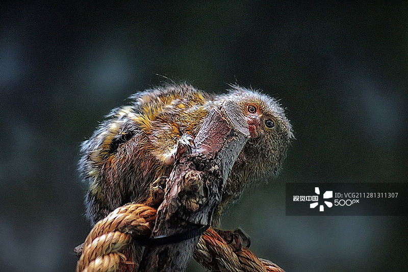 迷你狨猴图片素材