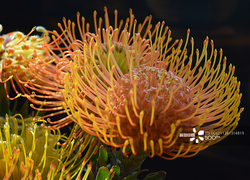 帝王花针垫图片素材