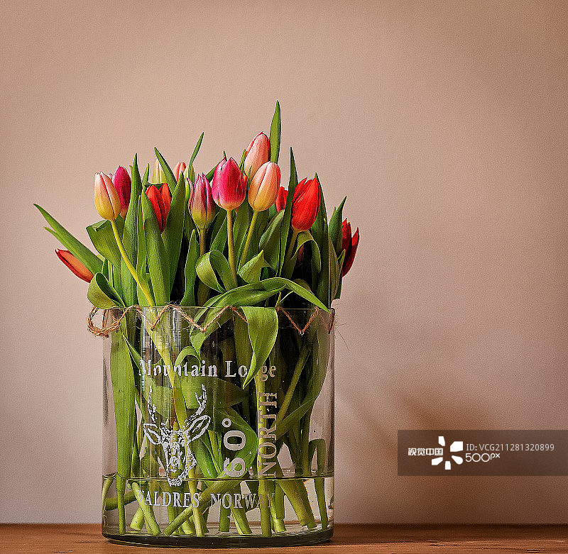 来自荷兰的郁金香图片素材