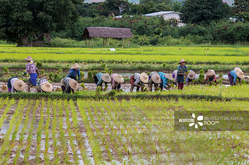 掸邦稻田＃2图片素材