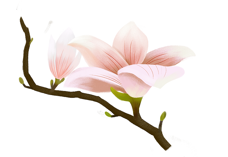 春天的花图片素材