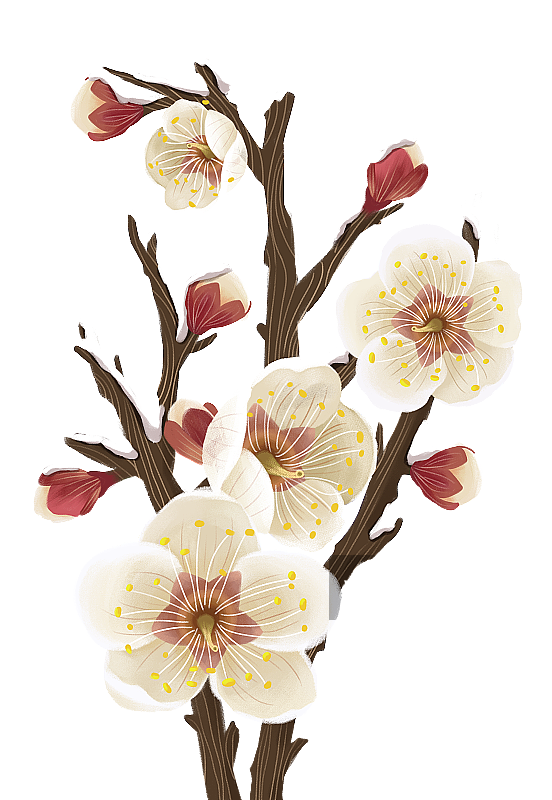 冬天的梅花图片素材