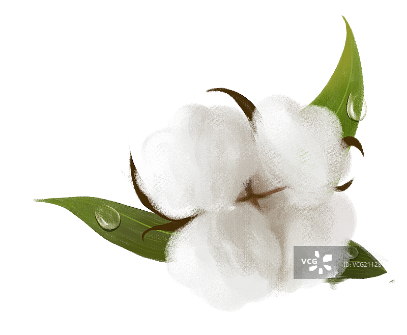 棉花图片素材