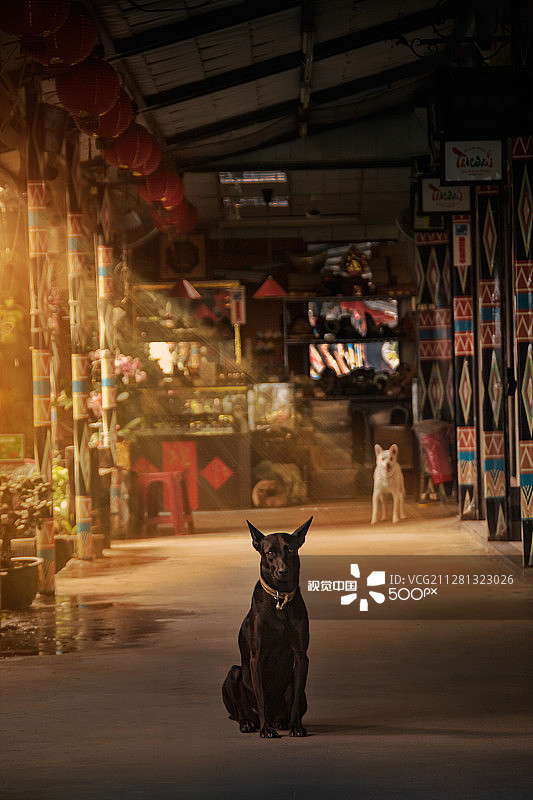 花莲犬图片素材