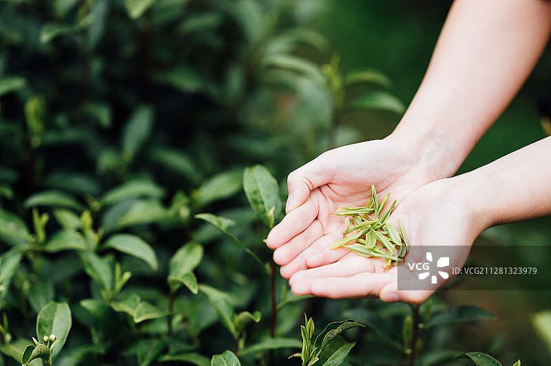 年轻女孩在茶园采茶图片素材