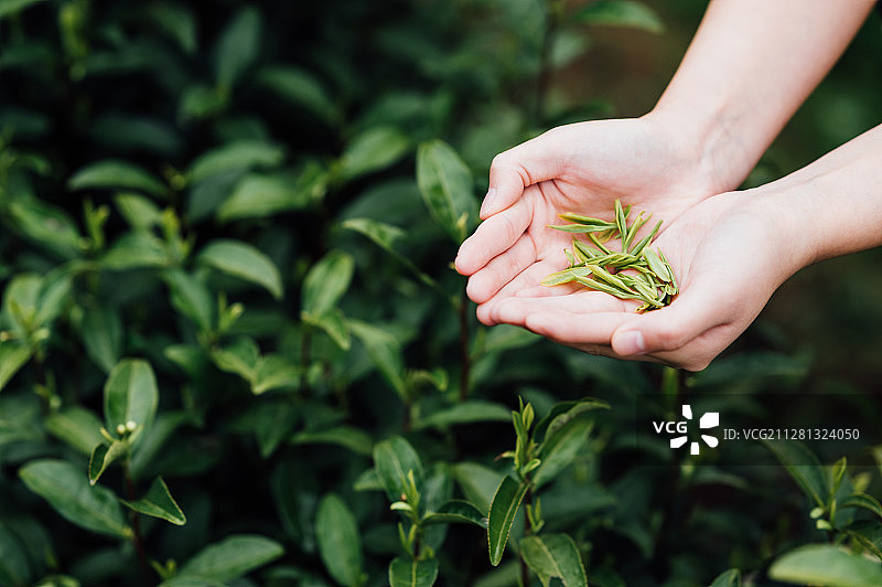 年轻女孩在茶园采茶图片素材