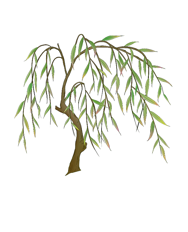 一颗柳树图片素材