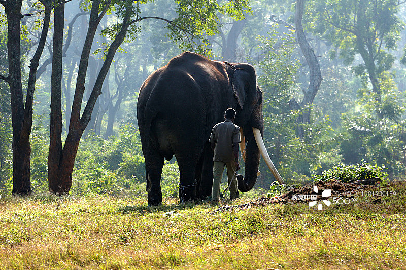 驯象员与象图片素材